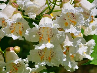 A close-up shot of the white flowers of the Catalpa bignonioides tree in mid-June
