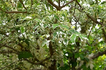 Acer negundo (Boxelder maple) 'Flamingo' leaves.
Sapindaceae dioecious deciduous tree. An ornamental variety with variegated leaves, used as a park tree.