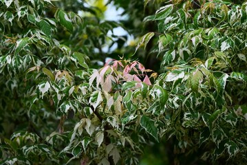 Acer negundo (Boxelder maple) 'Flamingo' leaves.
Sapindaceae dioecious deciduous tree. An...
