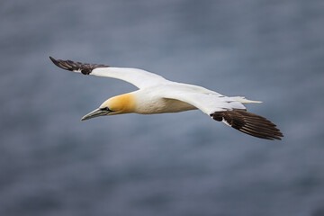 Flying Gannet