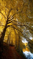 Fototapeta premium Golden Canopy A Path Through Autumn's Embrace