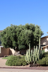 Totem Pole cacti and mature Olive tree in a background of Arizona desert style xeriscaped roadside in Phoenix