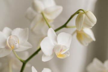 White Florals | Close-up of small Orchids in full Bloom | Zarte Blüten | Nahaufnahme kleiner...