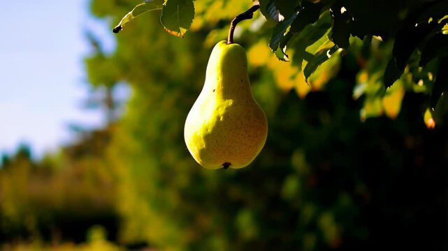 A single ripe bartlett pear hanging from a tree branch against a blurred green garden background on a sunny day, concept of natural growth and fresh fruit