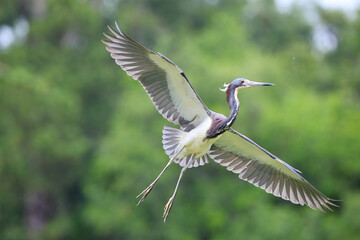Tricolored heron infight in habitat against blurry background. 