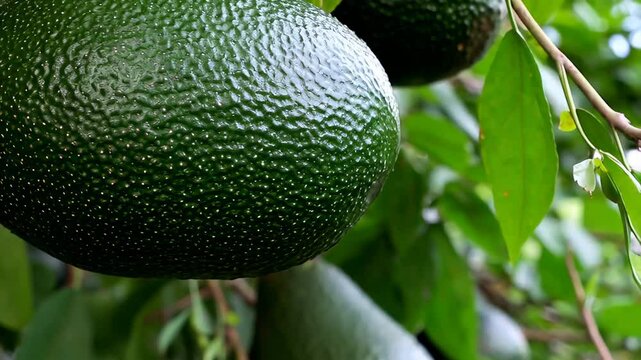Close-up of the dimpled, dark green skin of a ripe avocado hanging from a branch with blurred green leaves in the background, concept of healthy eating and natural produce