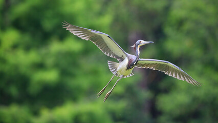 Tricolored heron infight in habitat against blurry background. 