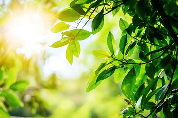 Obraz premium Vibrant green leaves bathed in sunlight. Perfect nature background for eco, wellness, and spring themes. Ideal for websites, blogs, and presentations.