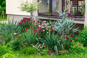 Colorful garden in front of an apartment building with various ornamental plants and flowers, with a balcony and window in the background.