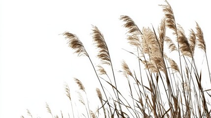 Obraz premium Elegant pampas grass on white background. Perfect for minimalist designs, home decor, and nature-themed projects. Ideal for websites, magazines, and social media.