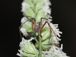 Thomisidae