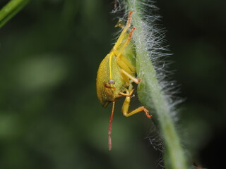 Piezodorus lituratus