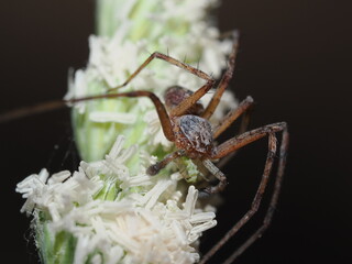 Thomisidae