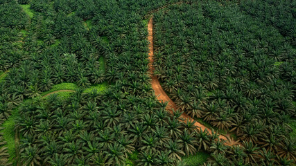 Aerial View of Palm Oil Plantation.