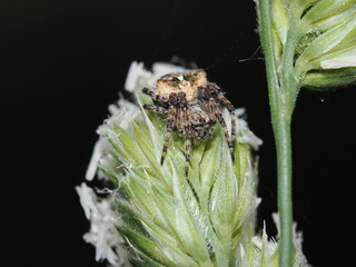 Araneus diadematus 