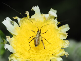 Phaneroptera nana