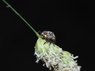 Coccinella novemnotata