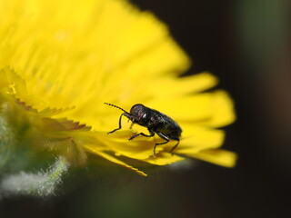 Anthaxia nitidula