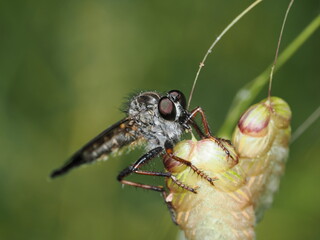 Asilidae