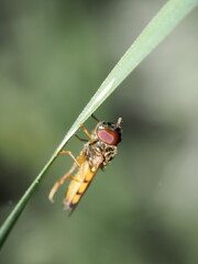 Sphaerophoria scripta