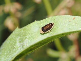 Philaenus spumarius