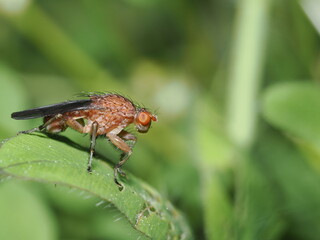 Drosophila funebris