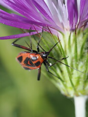 Corizus hyoscyami