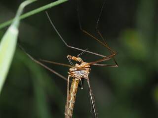 Tipula