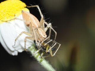 Oxyopes salticus