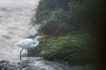 Heron