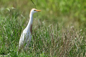 Cattle egret white and light brown bird in marsh refuge habitat. 