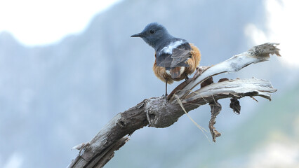 Monticola saxatilis, redstart codirossone	