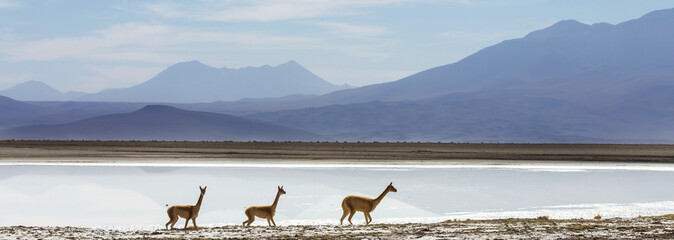 Vicuna
