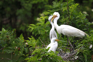 Adult egret feeding young on the nest. 