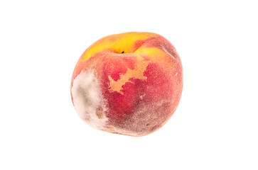 Fototapeta premium Moldy peach with visible decay on white background