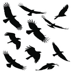 Silhouette of Birds of Prey Soaring Against a White Background Graphic Illustration