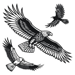 Three Eagles in Flight A Striking Black and White Vector Illustration