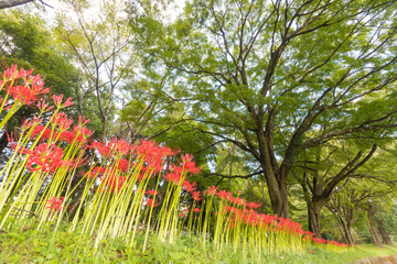 森と彼岸花（大分県竹田市）