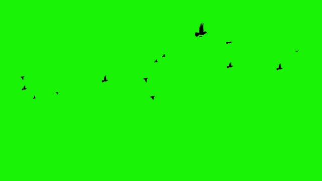 Flock of Black Birds Flying Across Green Screen  Ideal Stock Footage for Chroma Key Compositing and Visual Effects