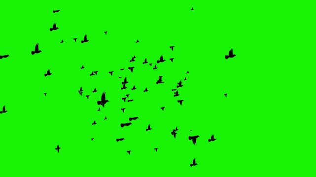 Large Flock of Black Bird Silhouettes Swarming and Flying on Green Screen Background for VFX and Stock Footage