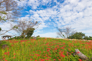 空と彼岸花(長崎県大村市)