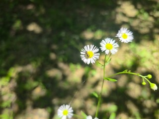 daisy in the grass