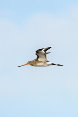 Black?tailed Godwit (Limosa limosa) in Dublin’s Bull Island – Estuarine Wader Habitat