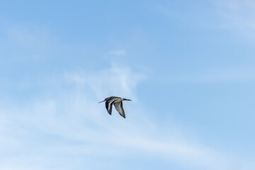 Black?tailed Godwit (Limosa limosa) in Dublin’s Bull Island – Estuarine Wader Habitat