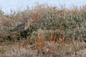 Black?tailed Godwit (Limosa limosa) in Dublin’s Bull Island – Estuarine Wader Habitat