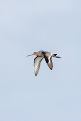 Black?tailed Godwit (Limosa limosa) in Dublin’s Bull Island – Estuarine Wader Habitat