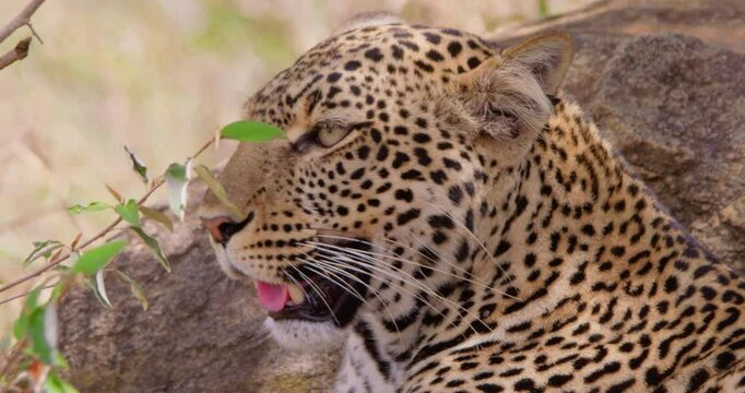 Extreme close-up of a Leopards (Panthera pardus) head scanning the dry savannah grassland at midday in Kenya