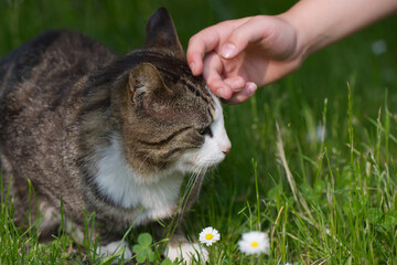 A child strokes the forehead of a small cat lying in the grass