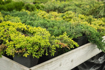 Dense juniper spruce trees in nursery. Lush Green Juniper Bushes in black planter pots for sale....