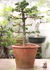 Bonsai is a tree that takes a long time to grow to the desired size